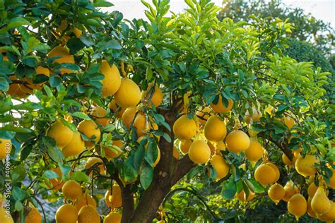 The Enchanted Pomelo Tree - Un racconto di magia e saggezza dalla lontana Malaysia del I secolo!